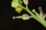 Southern marsh yellowcress